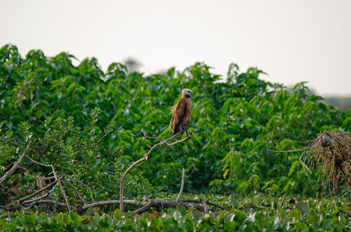 Black-collared Hawk in the Pantanal swamps A black-collared Hawk sits at the edge of a swamp in the Pantanal, abundant with food. Bird of prey,Birds,Black-collared Hawk,Brazil,Hawk,Pantanal
