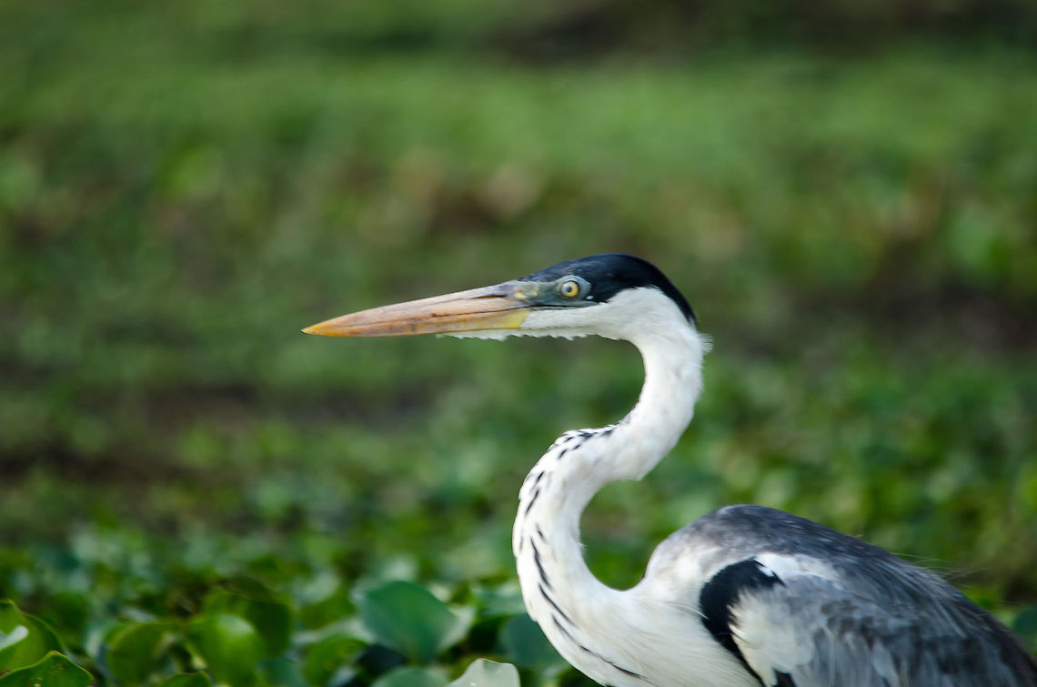 White-necked Heron closeup The Pantanal is paradise for water birds and larger birds like Herons, Egrets and Storks. The rich population of fish and small mammals sustains an incredible amount of birds. Ardea cocoi,Birds,Brazil,Cocoi Heron,Pantanal