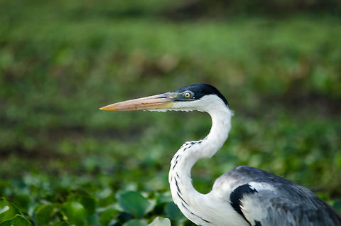 White-necked Heron closeup The Pantanal is paradise for water birds and larger birds like Herons, Egrets and Storks. The rich population of fish and small mammals sustains an incredible amount of birds. Ardea cocoi,Birds,Brazil,Cocoi Heron,Pantanal
