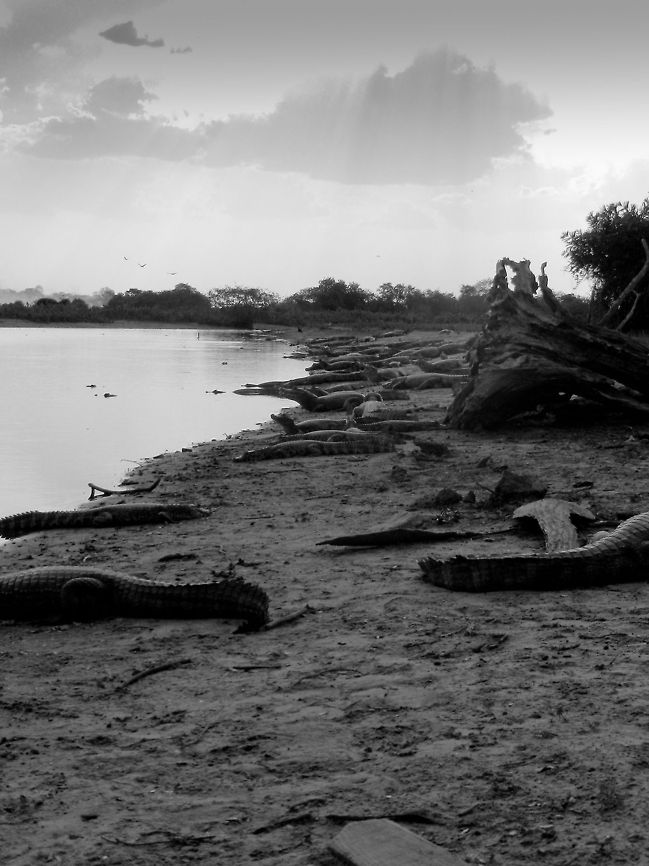 Caiman beach As far as the eye can see across the shore of this small swamp pool in the Pantanal, Caiman are abound.  Brazil,Caiman,Caiman yacare,Pantanal,Yacare caiman