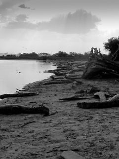 Caiman beach As far as the eye can see across the shore of this small swamp pool in the Pantanal, Caiman are abound.  Brazil,Caiman,Caiman yacare,Pantanal,Yacare caiman