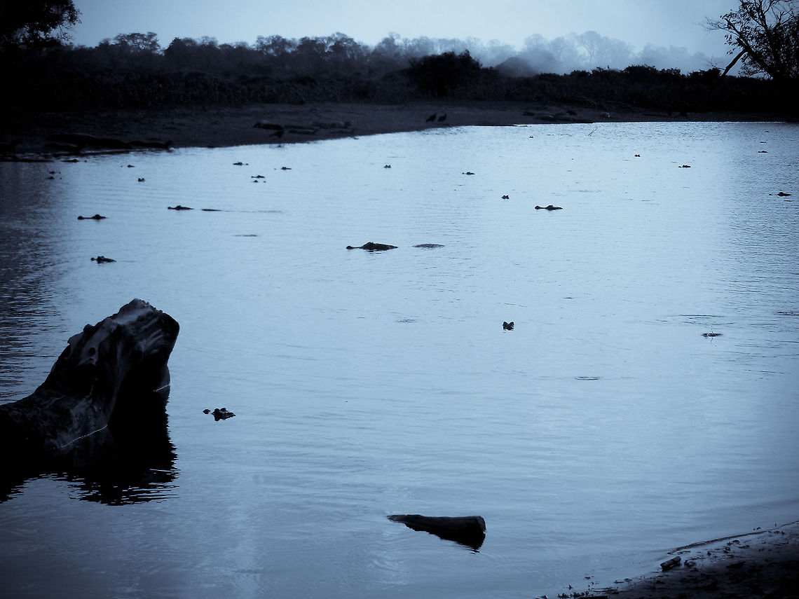 Pantanal Caimain death pool Where do you leave 10 million Caiman in the Pantanal area? In small pools like these. Yes, every little black spot you see is a Caiman. And still, the extremely large population can easily be sustained by the abundance of food. Brazil,Caiman,Caiman yacare,Pantanal,Reptiles,Yacare caiman