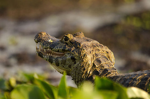 Young Caiman in the Pantanal Back view from a young Caiman in the Pantanal, in its natural swampy environment. Brazil,Caiman,Caiman yacare,Pantanal,Reptiles,Yacare caiman