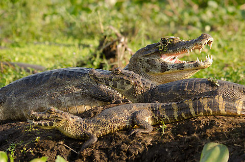 Caiman generations A family of Caiman rest in between massive feasts of fish, which are plentiful. Brazil,Caiman,Caiman yacare,Pantanal,Reptiles,Yacare caiman