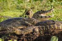 Caiman generations A family of Caiman rest in between massive feasts of fish, which are plentiful. Brazil,Caiman,Caiman yacare,Pantanal,Reptiles,Yacare caiman