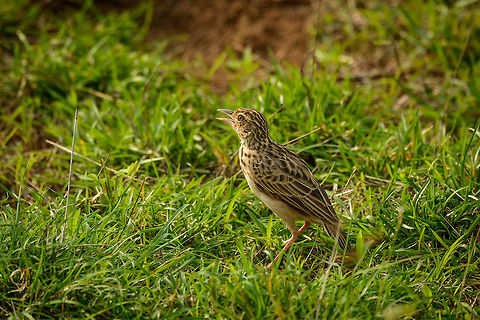 Paddyfield Pipit closeup in Wasgamuwa, Sri Lanka Not really a closeup, more like a large crop. These nervous bird often lands close to your vehicle, yet are quite hard to actually see in the grass in the full sun as both the grass and this bird have a high contrast. Anthus rufulus,Asia,Paddyfield pipit,Sri Lanka,Wasgamuwa