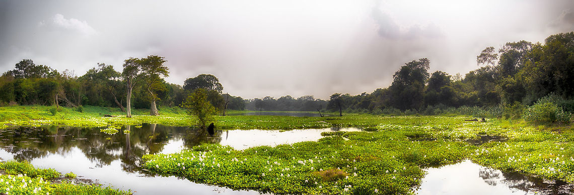 Wasgamuwa habitat view A landscape panorama (4 photos stitched) of the wet zone of Wasgamuwa national Park, Sri Lanka. This photo is taken right after the wet season, which ends around early November. It&#039;s not a great shot and I had to HDR it a bit due to the harsh light at this time of day, and because I was shooting against the light. Asia,Sri Lanka,Wasgamuwa