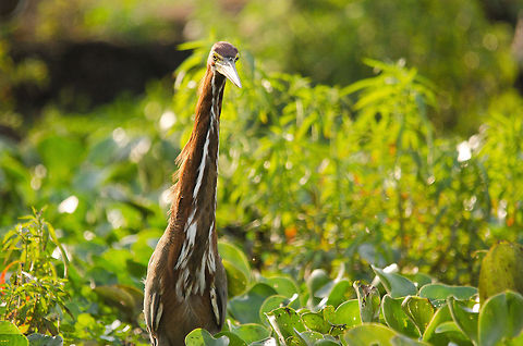 Rufescent Tiger Heron (Tigrisoma lineatum) Like a light tower exploring the sea, this Tiger Heron uses its full length to spot fish and frogs in the swamps of the Pantanal. Brazil,Heron,Pantanal,Rufescent Tiger Heron,Tigrisoma lineatum