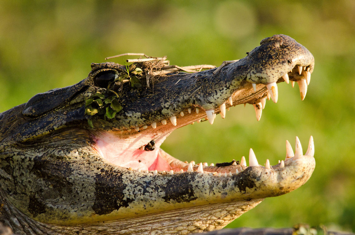 Caiman in Camouflage Hard to spot with the naked eye, but this is not just a photo of a swamp, hiding in this picture is a large Caiman :) Brazil,Caiman,Caiman yacare,Camouflage,Pantanal,Reptiles,Yacare caiman