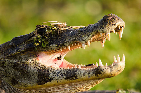 Caiman in Camouflage Hard to spot with the naked eye, but this is not just a photo of a swamp, hiding in this picture is a large Caiman :) Brazil,Caiman,Caiman yacare,Camouflage,Pantanal,Reptiles,Yacare caiman