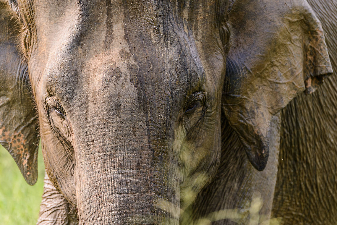 Sri Lanka Elephant attack - the calm mother Those that have read our travel report from Sri Lanka have read how we were attacked by a large male bull whilst in a jeep in Wasgamuwa. It was a full force head-on charge, that went very quickly, yet gave us the time enough to consider it could be our last moment. Luckily, the bull stopped only 1m in front of our jeep, due to 2 guides in the jeep distracting the elephant with hand signals and lots of shouting. <br />
<br />
As the attack took us of guard, we have no pictures of it. Surprising enough, a 2nd attack followed whilst we were still recovering from the 1st. This time I did snap a few, so hereby I'll share some.<br />
<br />
This one concerns the mother, part of the family that includes a bull and two young elephants. The mother during both attacks was entirely calm, only staring at us. Asia,Elephas maximus maximus,Sri Lanka,Sri Lankan elephant,Wasgamuwa