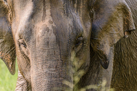 Sri Lanka Elephant attack - the calm mother Those that have read our travel report from Sri Lanka have read how we were attacked by a large male bull whilst in a jeep in Wasgamuwa. It was a full force head-on charge, that went very quickly, yet gave us the time enough to consider it could be our last moment. Luckily, the bull stopped only 1m in front of our jeep, due to 2 guides in the jeep distracting the elephant with hand signals and lots of shouting. 

As the attack took us of guard, we have no pictures of it. Surprising enough, a 2nd attack followed whilst we were still recovering from the 1st. This time I did snap a few, so hereby I'll share some.

This one concerns the mother, part of the family that includes a bull and two young elephants. The mother during both attacks was entirely calm, only staring at us. Asia,Elephas maximus maximus,Sri Lanka,Sri Lankan elephant,Wasgamuwa
