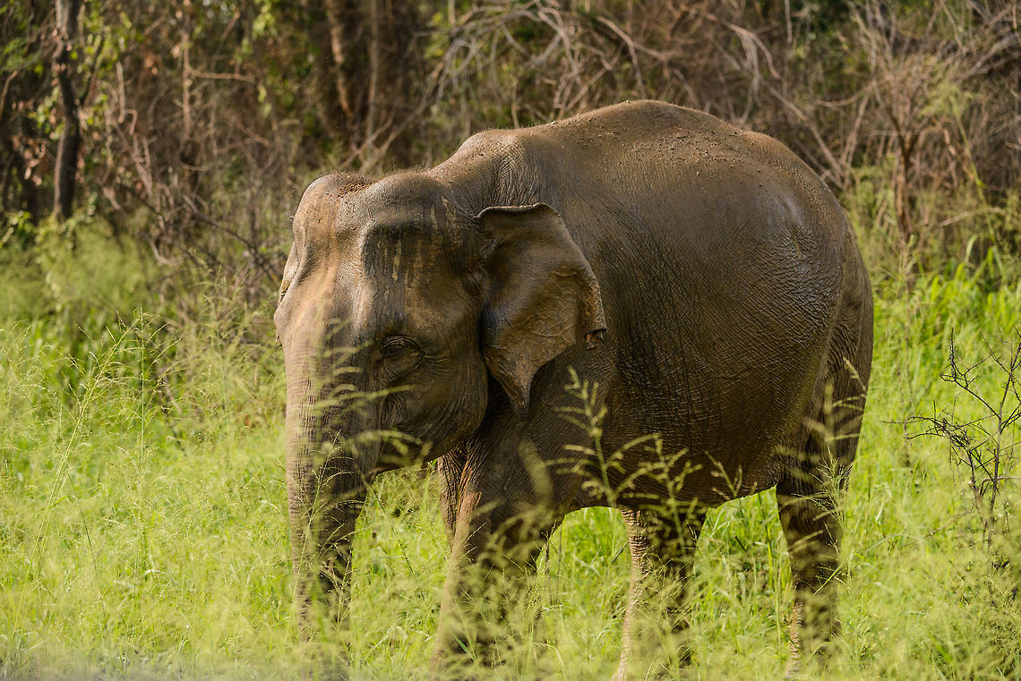 Sri Lanka Elephant attack - the calm mother (2) Those that have read our travel report from Sri Lanka have read how we were attacked by a large male bull whilst in a jeep in Wasgamuwa. It was a full force head-on charge, that went very quickly, yet gave us the time enough to consider it could be our last moment. Luckily, the bull stopped only 1m in front of our jeep, due to 2 guides in the jeep distracting the elephant with hand signals and lots of shouting. <br />
<br />
As the attack took us of guard, we have no pictures of it. Surprising enough, a 2nd attack followed whilst we were still recovering from the 1st. This time I did snap a few, so hereby I&#039;ll share some.<br />
<br />
This one concerns the mother, part of the family that includes a bull and two young elephants. The mother during both attacks was entirely calm, only staring at us. Asia,Elephas maximus maximus,Sri Lanka,Sri Lankan elephant,Wasgamuwa