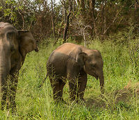 Sri Lanka Elephant attack - the calm mother and her baby Those that have read our travel report from Sri Lanka have read how we were attacked by a large male bull whilst in a jeep in Wasgamuwa. It was a full force head-on charge, that went very quickly, yet gave us the time enough to consider it could be our last moment. Luckily, the bull stopped only 1m in front of our jeep, due to 2 guides in the jeep distracting the elephant with hand signals and lots of shouting. <br />
<br />
As the attack took us of guard, we have no pictures of it. Surprising enough, a 2nd attack followed whilst we were still recovering from the 1st. This time I did snap a few, so hereby I'll share some.<br />
<br />
This one concerns the mother as well as one of the two young elephants. The mother was calm during both attacks. As this one was after the first attack, it is almost as if she's telling us "just leave". Asia,Elephas maximus maximus,Sri Lanka,Sri Lankan elephant,Wasgamuwa