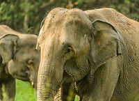 Sri Lanka Elephant attack - introducing the bull (male) Those that have read our travel report from Sri Lanka have read how we were attacked by a large male bull whilst in a jeep in Wasgamuwa. It was a full force head-on charge, that went very quickly, yet gave us the time enough to consider it could be our last moment. Luckily, the bull stopped only 1m in front of our jeep, due to 2 guides in the jeep distracting the elephant with hand signals and lots of shouting. <br />
<br />
As the attack took us of guard, we have no pictures of it. Surprising enough, a 2nd attack followed whilst we were still recovering from the 1st. This time I did snap a few, so hereby I'll share some.<br />
<br />
This one concerns the male, moments after the first attack. He's still pissed of. I have no idea why we didn't leave or move away further after the first attack, it all happened so quickly. Asia,Elephas maximus maximus,Sri Lanka,Sri Lankan elephant,Wasgamuwa