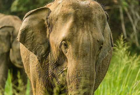 Sri Lanka Elephant attack - pre-charge Those that have read our travel report from Sri Lanka have read how we were attacked by a large male bull whilst in a jeep in Wasgamuwa. It was a full force head-on charge, that went very quickly, yet gave us the time enough to consider it could be our last moment. Luckily, the bull stopped only 1m in front of our jeep, due to 2 guides in the jeep distracting the elephant with hand signals and lots of shouting. 

As the attack took us of guard, we have no pictures of it. Surprising enough, a 2nd attack followed whilst we were still recovering from the 1st. This time I did snap a few, so hereby I'll share some.

Here we see the male slowly crawling forward and eying us. It is picking a target, and is seconds way from initiating a full charge. Asia,Elephas maximus maximus,Sri Lanka,Sri Lankan elephant,Wasgamuwa