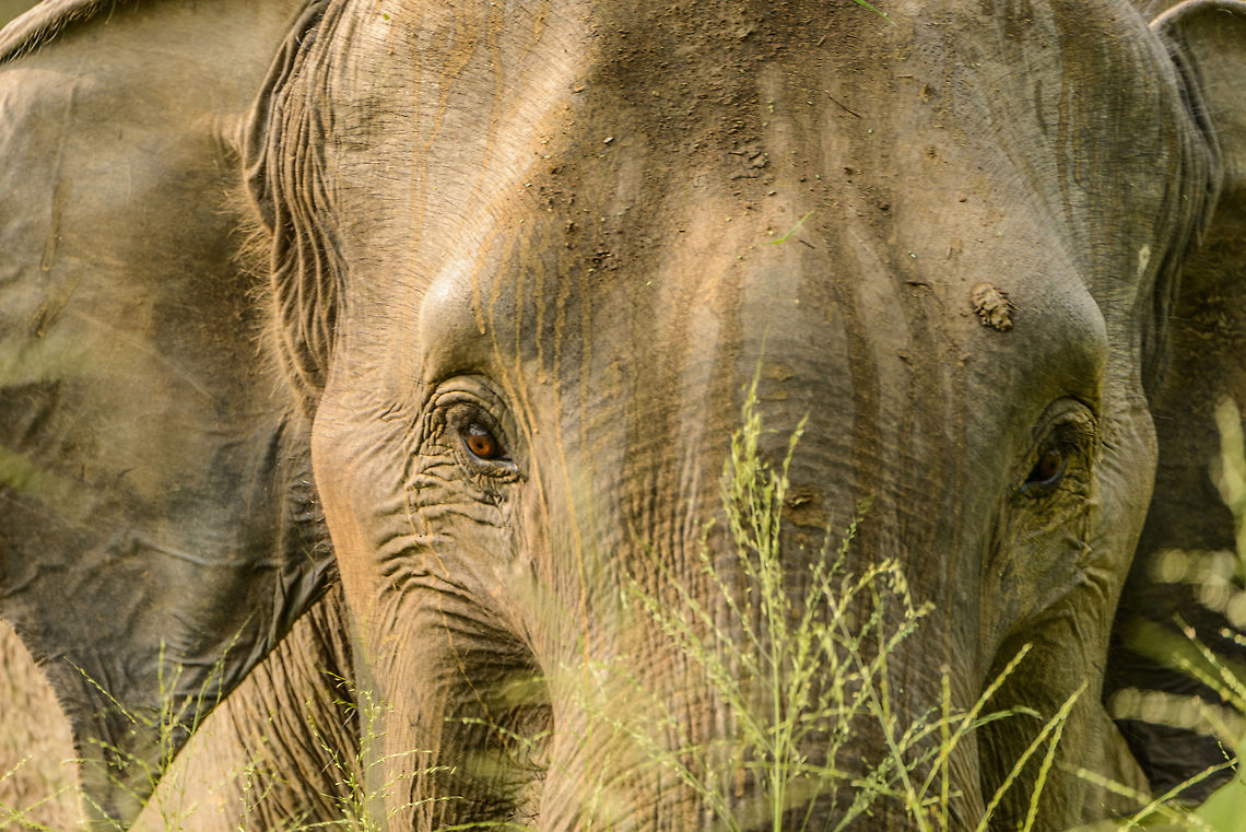 Sri Lanka Elephant attack - charge two Those that have read our travel report from Sri Lanka have read how we were attacked by a large male bull whilst in a jeep in Wasgamuwa. It was a full force head-on charge, that went very quickly, yet gave us the time enough to consider it could be our last moment. Luckily, the bull stopped only 1m in front of our jeep, due to 2 guides in the jeep distracting the elephant with hand signals and lots of shouting. <br />
<br />
As the attack took us of guard, we have no pictures of it. Surprising enough, a 2nd attack followed whilst we were still recovering from the 1st. This time I did snap a few, so hereby I'll share some.<br />
<br />
This is the 2nd charge in full action, several tons of animal speeding towards us over a very short distance of about 20m. Having been through this experience just minutes before, this time I managed to snap this one, meanwhile hoping that it would end just like the 1st attack: with the male backing of at the last moment. I was as scared as during the 1st attack, but figured I could not control my faith anyway, so I might as well shoot a few. <br />
<br />
Where I normally cannot tell one elephant from the other, I have no problem recognizing this one. It's edged in my memory forever. I recognize it from the wart above its left eye (right on the photo).<br />
<br />
Note that I do not share this to glorify the experience. We felt very bad about both incidents and have no intention to provoke animals. I'm documenting this to share a lesson learned, to show warning signs, to recognize behavior and better yet, to prevent it altogether by observing from further away (tell your driver). <br />
<br />
Looking back at the sequence....<br />
<br />
Right after the first attack:<br />
<figure class="photo"><a href="https://www.jungledragon.com/image/26398/sri_lanka_elephant_attack_-_the_calm_mother_and_her_baby.html" title="Sri Lanka Elephant attack - the calm mother and her baby"><img src="https://s3.amazonaws.com/media.jungledragon.com/images/2/26398_thumb.jpg?AWSAccessKeyId=05GMT0V3GWVNE7GGM1R2&Expires=1769040010&Signature=XkZQ6rKhsqYu%2Btogn5H%2FjfLRT6E%3D" width="200" height="174" alt="Sri Lanka Elephant attack - the calm mother and her baby Those that have read our travel report from Sri Lanka have read how we were attacked by a large male bull whilst in a jeep in Wasgamuwa. It was a full force head-on charge, that went very quickly, yet gave us the time enough to consider it could be our last moment. Luckily, the bull stopped only 1m in front of our jeep, due to 2 guides in the jeep distracting the elephant with hand signals and lots of shouting. <br />
<br />
As the attack took us of guard, we have no pictures of it. Surprising enough, a 2nd attack followed whilst we were still recovering from the 1st. This time I did snap a few, so hereby I'll share some.<br />
<br />
This one concerns the mother as well as one of the two young elephants. The mother was calm during both attacks. As this one was after the first attack, it is almost as if she's telling us "just leave".  Asia,Elephas maximus maximus,Sri Lanka,Sri Lankan elephant,Wasgamuwa" /></a></figure><br />
The male, annoyed that we are still too close, gives a first warning:<br />
<br />
<figure class="photo"><a href="https://www.jungledragon.com/image/26404/sri_lanka_elephant_attack_-_the_warning_step.html" title="Sri Lanka Elephant attack - the warning step"><img src="https://s3.amazonaws.com/media.jungledragon.com/images/2/26404_thumb.jpg?AWSAccessKeyId=05GMT0V3GWVNE7GGM1R2&Expires=1769040010&Signature=2UPVFgpI%2B%2Fb%2BHyZfA%2FoIMTpEt0U%3D" width="200" height="134" alt="Sri Lanka Elephant attack - the warning step Those that have read our travel report from Sri Lanka have read how we were attacked by a large male bull whilst in a jeep in Wasgamuwa. It was a full force head-on charge, that went very quickly, yet gave us the time enough to consider it could be our last moment. Luckily, the bull stopped only 1m in front of our jeep, due to 2 guides in the jeep distracting the elephant with hand signals and lots of shouting.<br />
<br />
As the attack took us of guard, we have no pictures of it. Surprising enough, a 2nd attack followed whilst we were still recovering from the 1st. This time I did snap a few, so hereby I'll share some.<br />
<br />
In this scene, the male is clearly protecting the two young by blocking them from us. Not only that, it is making slow but firm step towards us, a first sign that we are considered a threat or nuisance. Asia,Elephas maximus maximus,Sri Lanka,Sri Lankan elephant,Wasgamuwa" /></a></figure><br />
The male deciding whether to attack again:<br />
<br />
<figure class="photo"><a href="https://www.jungledragon.com/image/26405/sri_lanka_elephant_attack_-_deciding.html" title="Sri Lanka Elephant attack - deciding"><img src="https://s3.amazonaws.com/media.jungledragon.com/images/2/26405_thumb.jpg?AWSAccessKeyId=05GMT0V3GWVNE7GGM1R2&Expires=1769040010&Signature=6aHfRBFb68p78GB6AjNb9KNCMMg%3D" width="200" height="134" alt="Sri Lanka Elephant attack - deciding Those that have read our travel report from Sri Lanka have read how we were attacked by a large male bull whilst in a jeep in Wasgamuwa. It was a full force head-on charge, that went very quickly, yet gave us the time enough to consider it could be our last moment. Luckily, the bull stopped only 1m in front of our jeep, due to 2 guides in the jeep distracting the elephant with hand signals and lots of shouting.<br />
<br />
As the attack took us of guard, we have no pictures of it. Surprising enough, a 2nd attack followed whilst we were still recovering from the 1st. This time I did snap a few, so hereby I'll share some.<br />
<br />
In this scene, the male is thinking of its options. Instead of us observing him, he observes us now.  Asia,Elephas maximus maximus,Sri Lanka,Sri Lankan elephant,Wasgamuwa" /></a></figure><br />
The male, giving a last warning:<br />
<br />
<figure class="photo"><a href="https://www.jungledragon.com/image/26406/sri_lanka_elephant_attack_-_final_warning.html" title="Sri Lanka Elephant attack - final warning"><img src="https://s3.amazonaws.com/media.jungledragon.com/images/2/26406_thumb.jpg?AWSAccessKeyId=05GMT0V3GWVNE7GGM1R2&Expires=1769040010&Signature=EmwUwAbpHo%2BH%2BFYMhgV82z861DE%3D" width="200" height="134" alt="Sri Lanka Elephant attack - final warning Those that have read our travel report from Sri Lanka have read how we were attacked by a large male bull whilst in a jeep in Wasgamuwa. It was a full force head-on charge, that went very quickly, yet gave us the time enough to consider it could be our last moment. Luckily, the bull stopped only 1m in front of our jeep, due to 2 guides in the jeep distracting the elephant with hand signals and lots of shouting.<br />
<br />
As the attack took us of guard, we have no pictures of it. Surprising enough, a 2nd attack followed whilst we were still recovering from the 1st. This time I did snap a few, so hereby I'll share some.<br />
<br />
In this scene, the male is giving a 2nd and last warning sign by flapping its ears. This would be a good moment to leave, but our engine was shut off, and it was already too late.  Asia,Elephas maximus maximus,Sri Lanka,Sri Lankan elephant,Wasgamuwa" /></a></figure><br />
Silence before the storm:<br />
<br />
<figure class="photo"><a href="https://www.jungledragon.com/image/26399/sri_lanka_elephant_attack_-_introducing_the_bull_male.html" title="Sri Lanka Elephant attack - introducing the bull (male)"><img src="https://s3.amazonaws.com/media.jungledragon.com/images/2/26399_thumb.jpg?AWSAccessKeyId=05GMT0V3GWVNE7GGM1R2&Expires=1769040010&Signature=Isg%2Fw%2FT2wf0hWBLsku1keg6h09M%3D" width="200" height="146" alt="Sri Lanka Elephant attack - introducing the bull (male) Those that have read our travel report from Sri Lanka have read how we were attacked by a large male bull whilst in a jeep in Wasgamuwa. It was a full force head-on charge, that went very quickly, yet gave us the time enough to consider it could be our last moment. Luckily, the bull stopped only 1m in front of our jeep, due to 2 guides in the jeep distracting the elephant with hand signals and lots of shouting. <br />
<br />
As the attack took us of guard, we have no pictures of it. Surprising enough, a 2nd attack followed whilst we were still recovering from the 1st. This time I did snap a few, so hereby I'll share some.<br />
<br />
This one concerns the male, moments after the first attack. He's still pissed of. I have no idea why we didn't leave or move away further after the first attack, it all happened so quickly. Asia,Elephas maximus maximus,Sri Lanka,Sri Lankan elephant,Wasgamuwa" /></a></figure><br />
Full charge:<br />
<br />
<figure class="photo"><a href="https://www.jungledragon.com/image/26401/sri_lanka_elephant_attack_-_charge_two.html" title="Sri Lanka Elephant attack - charge two"><img src="https://s3.amazonaws.com/media.jungledragon.com/images/2/26401_thumb.jpg?AWSAccessKeyId=05GMT0V3GWVNE7GGM1R2&Expires=1769040010&Signature=S9%2FXbZlESApjPKizJ%2BykW4AschE%3D" width="200" height="134" alt="Sri Lanka Elephant attack - charge two Those that have read our travel report from Sri Lanka have read how we were attacked by a large male bull whilst in a jeep in Wasgamuwa. It was a full force head-on charge, that went very quickly, yet gave us the time enough to consider it could be our last moment. Luckily, the bull stopped only 1m in front of our jeep, due to 2 guides in the jeep distracting the elephant with hand signals and lots of shouting. <br />
<br />
As the attack took us of guard, we have no pictures of it. Surprising enough, a 2nd attack followed whilst we were still recovering from the 1st. This time I did snap a few, so hereby I'll share some.<br />
<br />
This is the 2nd charge in full action, several tons of animal speeding towards us over a very short distance of about 20m. Having been through this experience just minutes before, this time I managed to snap this one, meanwhile hoping that it would end just like the 1st attack: with the male backing of at the last moment. I was as scared as during the 1st attack, but figured I could not control my faith anyway, so I might as well shoot a few. <br />
<br />
Where I normally cannot tell one elephant from the other, I have no problem recognizing this one. It's edged in my memory forever. I recognize it from the wart above its left eye (right on the photo).<br />
<br />
Note that I do not share this to glorify the experience. We felt very bad about both incidents and have no intention to provoke animals. I'm documenting this to share a lesson learned, to show warning signs, to recognize behavior and better yet, to prevent it altogether by observing from further away (tell your driver). <br />
<br />
Looking back at the sequence....<br />
<br />
Right after the first attack:<br />
http://www.jungledragon.com/image/26398/sri_lanka_elephant_attack_-_the_calm_mother_and_her_baby.html<br />
The male, annoyed that we are still too close, gives a first warning:<br />
<br />
http://www.jungledragon.com/image/26404/sri_lanka_elephant_attack_-_the_warning_step.html<br />
The male deciding whether to attack again:<br />
<br />
http://www.jungledragon.com/image/26405/sri_lanka_elephant_attack_-_deciding.html<br />
The male, giving a last warning:<br />
<br />
http://www.jungledragon.com/image/26406/sri_lanka_elephant_attack_-_final_warning.html<br />
Silence before the storm:<br />
<br />
http://www.jungledragon.com/image/26399/sri_lanka_elephant_attack_-_introducing_the_bull_male.html<br />
Full charge:<br />
<br />
http://www.jungledragon.com/image/26401/sri_lanka_elephant_attack_-_charge_two.html<br />
Happy ending:<br />
<br />
http://www.jungledragon.com/image/26407/sri_lanka_elephant_attack_-_happy_ending.html Asia,Elephas maximus maximus,Sri Lanka,Sri Lankan elephant,Wasgamuwa" /></a></figure><br />
Happy ending:<br />
<br />
<figure class="photo"><a href="https://www.jungledragon.com/image/26407/sri_lanka_elephant_attack_-_happy_ending.html" title="Sri Lanka Elephant attack - happy ending"><img src="https://s3.amazonaws.com/media.jungledragon.com/images/2/26407_thumb.jpg?AWSAccessKeyId=05GMT0V3GWVNE7GGM1R2&Expires=1769040010&Signature=13bpSVzItiGK6LyPI%2BC2o8iBbeI%3D" width="200" height="134" alt="Sri Lanka Elephant attack - happy ending Those that have read our travel report from Sri Lanka have read how we were attacked by a large male bull whilst in a jeep in Wasgamuwa. It was a full force head-on charge, that went very quickly, yet gave us the time enough to consider it could be our last moment. Luckily, the bull stopped only 1m in front of our jeep, due to 2 guides in the jeep distracting the elephant with hand signals and lots of shouting.<br />
<br />
As the attack took us of guard, we have no pictures of it. Surprising enough, a 2nd attack followed whilst we were still recovering from the 1st. This time I did snap a few, so hereby I'll share some.<br />
<br />
Here's one of the two young elephants that were so viciously protected, It seems totally unaware of what happened and is just going about its day in peace. As a positive reminder of a negative experience, we have this one printed out very large and hanging in our living room :) Asia,Elephas maximus maximus,Sri Lanka,Sri Lankan elephant,Wasgamuwa" /></a></figure> Asia,Elephas maximus maximus,Sri Lanka,Sri Lankan elephant,Wasgamuwa