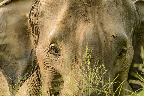 Sri Lanka Elephant attack - charge two Those that have read our travel report from Sri Lanka have read how we were attacked by a large male bull whilst in a jeep in Wasgamuwa. It was a full force head-on charge, that went very quickly, yet gave us the time enough to consider it could be our last moment. Luckily, the bull stopped only 1m in front of our jeep, due to 2 guides in the jeep distracting the elephant with hand signals and lots of shouting. 

As the attack took us of guard, we have no pictures of it. Surprising enough, a 2nd attack followed whilst we were still recovering from the 1st. This time I did snap a few, so hereby I'll share some.

This is the 2nd charge in full action, several tons of animal speeding towards us over a very short distance of about 20m. Having been through this experience just minutes before, this time I managed to snap this one, meanwhile hoping that it would end just like the 1st attack: with the male backing of at the last moment. I was as scared as during the 1st attack, but figured I could not control my faith anyway, so I might as well shoot a few. 

Where I normally cannot tell one elephant from the other, I have no problem recognizing this one. It's edged in my memory forever. I recognize it from the wart above its left eye (right on the photo).

Note that I do not share this to glorify the experience. We felt very bad about both incidents and have no intention to provoke animals. I'm documenting this to share a lesson learned, to show warning signs, to recognize behavior and better yet, to prevent it altogether by observing from further away (tell your driver). 

Looking back at the sequence....

Right after the first attack:
http://www.jungledragon.com/image/26398/sri_lanka_elephant_attack_-_the_calm_mother_and_her_baby.html
The male, annoyed that we are still too close, gives a first warning:

http://www.jungledragon.com/image/26404/sri_lanka_elephant_attack_-_the_warning_step.html
The male deciding whether to attack again:

http://www.jungledragon.com/image/26405/sri_lanka_elephant_attack_-_deciding.html
The male, giving a last warning:

http://www.jungledragon.com/image/26406/sri_lanka_elephant_attack_-_final_warning.html
Silence before the storm:

http://www.jungledragon.com/image/26399/sri_lanka_elephant_attack_-_introducing_the_bull_male.html
Full charge:

http://www.jungledragon.com/image/26401/sri_lanka_elephant_attack_-_charge_two.html
Happy ending:

http://www.jungledragon.com/image/26407/sri_lanka_elephant_attack_-_happy_ending.html Asia,Elephas maximus maximus,Sri Lanka,Sri Lankan elephant,Wasgamuwa