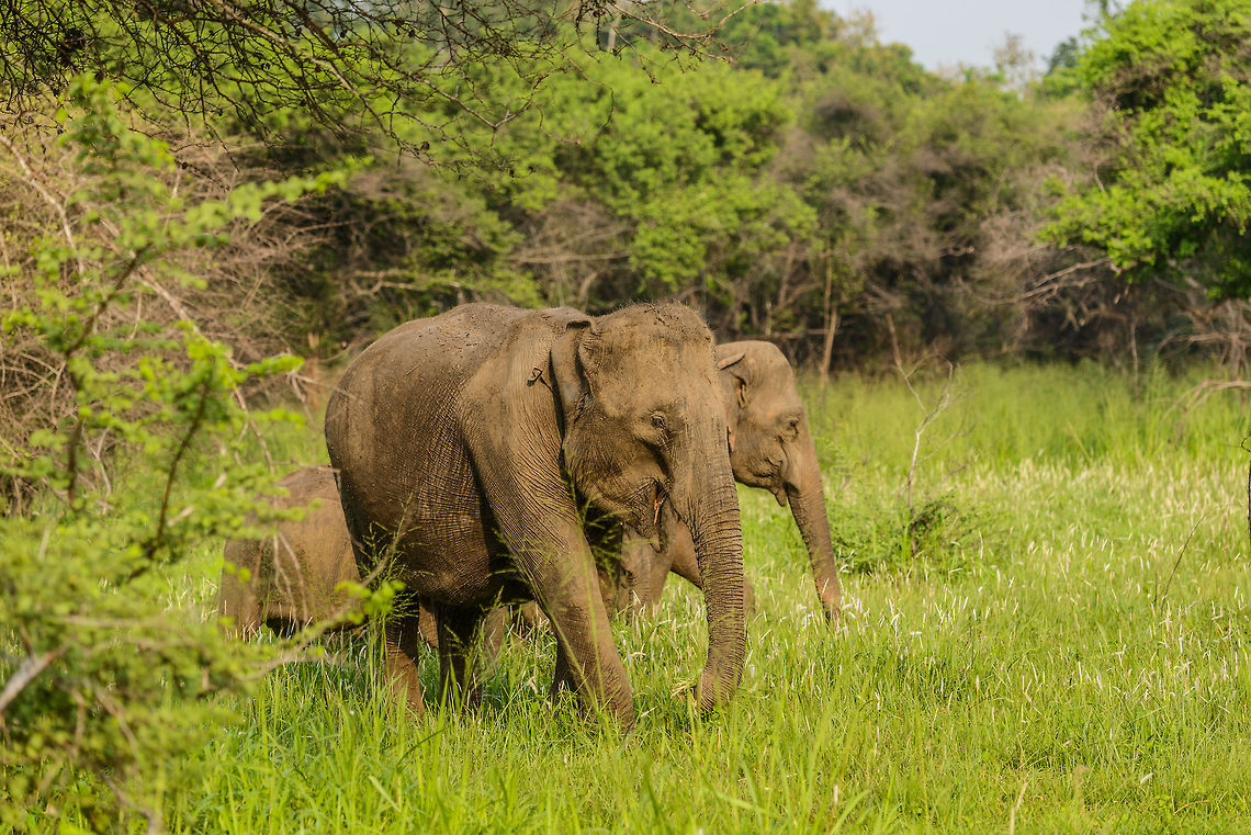 Sri Lanka Elephant attack - the warning step Those that have read our travel report from Sri Lanka have read how we were attacked by a large male bull whilst in a jeep in Wasgamuwa. It was a full force head-on charge, that went very quickly, yet gave us the time enough to consider it could be our last moment. Luckily, the bull stopped only 1m in front of our jeep, due to 2 guides in the jeep distracting the elephant with hand signals and lots of shouting.<br />
<br />
As the attack took us of guard, we have no pictures of it. Surprising enough, a 2nd attack followed whilst we were still recovering from the 1st. This time I did snap a few, so hereby I'll share some.<br />
<br />
In this scene, the male is clearly protecting the two young by blocking them from us. Not only that, it is making slow but firm step towards us, a first sign that we are considered a threat or nuisance. Asia,Elephas maximus maximus,Sri Lanka,Sri Lankan elephant,Wasgamuwa