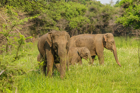 Sri Lanka Elephant attack - deciding Those that have read our travel report from Sri Lanka have read how we were attacked by a large male bull whilst in a jeep in Wasgamuwa. It was a full force head-on charge, that went very quickly, yet gave us the time enough to consider it could be our last moment. Luckily, the bull stopped only 1m in front of our jeep, due to 2 guides in the jeep distracting the elephant with hand signals and lots of shouting.

As the attack took us of guard, we have no pictures of it. Surprising enough, a 2nd attack followed whilst we were still recovering from the 1st. This time I did snap a few, so hereby I'll share some.

In this scene, the male is thinking of its options. Instead of us observing him, he observes us now.  Asia,Elephas maximus maximus,Sri Lanka,Sri Lankan elephant,Wasgamuwa