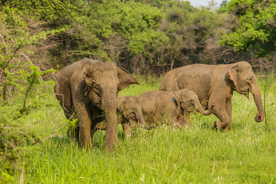 Sri Lanka Elephant attack - final warning Those that have read our travel report from Sri Lanka have read how we were attacked by a large male bull whilst in a jeep in Wasgamuwa. It was a full force head-on charge, that went very quickly, yet gave us the time enough to consider it could be our last moment. Luckily, the bull stopped only 1m in front of our jeep, due to 2 guides in the jeep distracting the elephant with hand signals and lots of shouting.<br />
<br />
As the attack took us of guard, we have no pictures of it. Surprising enough, a 2nd attack followed whilst we were still recovering from the 1st. This time I did snap a few, so hereby I'll share some.<br />
<br />
In this scene, the male is giving a 2nd and last warning sign by flapping its ears. This would be a good moment to leave, but our engine was shut off, and it was already too late.  Asia,Elephas maximus maximus,Sri Lanka,Sri Lankan elephant,Wasgamuwa