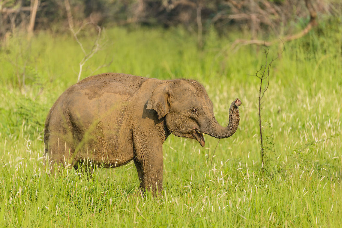 Sri Lanka Elephant attack - happy ending Those that have read our travel report from Sri Lanka have read how we were attacked by a large male bull whilst in a jeep in Wasgamuwa. It was a full force head-on charge, that went very quickly, yet gave us the time enough to consider it could be our last moment. Luckily, the bull stopped only 1m in front of our jeep, due to 2 guides in the jeep distracting the elephant with hand signals and lots of shouting.<br />
<br />
As the attack took us of guard, we have no pictures of it. Surprising enough, a 2nd attack followed whilst we were still recovering from the 1st. This time I did snap a few, so hereby I'll share some.<br />
<br />
Here's one of the two young elephants that were so viciously protected, It seems totally unaware of what happened and is just going about its day in peace. As a positive reminder of a negative experience, we have this one printed out very large and hanging in our living room :) Asia,Elephas maximus maximus,Sri Lanka,Sri Lankan elephant,Wasgamuwa