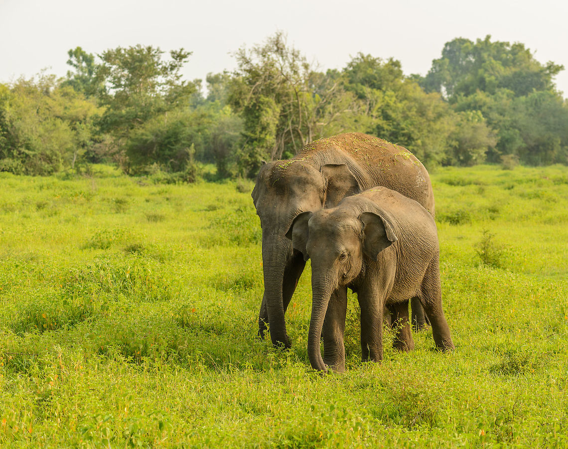 Sri Lankan Elephant mother and young, Wasgamuwa, Sri Lanka  Asia,Elephas maximus maximus,Sri Lanka,Sri Lankan elephant,Wasgamuwa