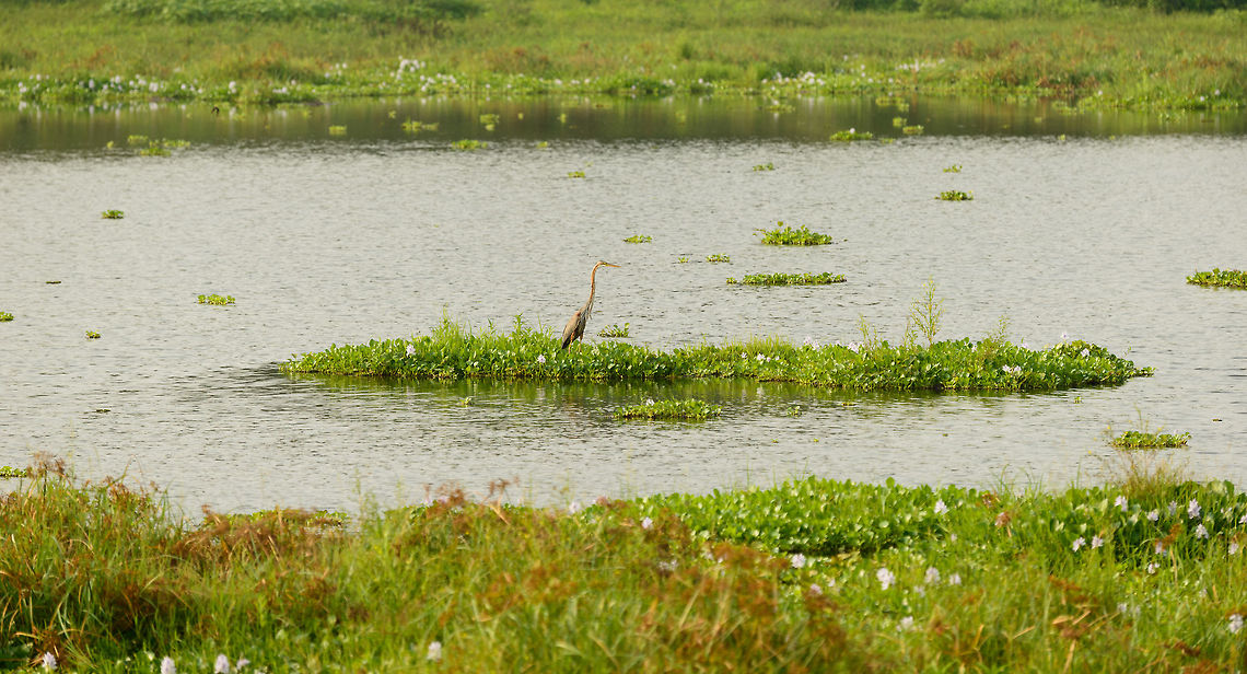 Purple Heron in habitat, Wasgamuwa, Sri Lanka  Ardea purpurea,Asia,Purple Heron,Sri Lanka,Wasgamuwa