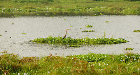 Purple Heron in habitat, Wasgamuwa, Sri Lanka  Ardea purpurea,Asia,Purple Heron,Sri Lanka,Wasgamuwa