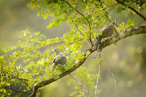 Spotted Dove couple, Wasgamuwa, Sri Lanka  Asia,Spilopelia chinensis,Spotted Dove,Sri Lanka,Wasgamuwa