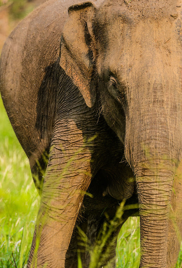 Close up female Sri Lankan Elephant, Wasgamuwa, Sri Lanka  Asia,Elephas maximus maximus,Sri Lanka,Sri Lankan elephant,Wasgamuwa