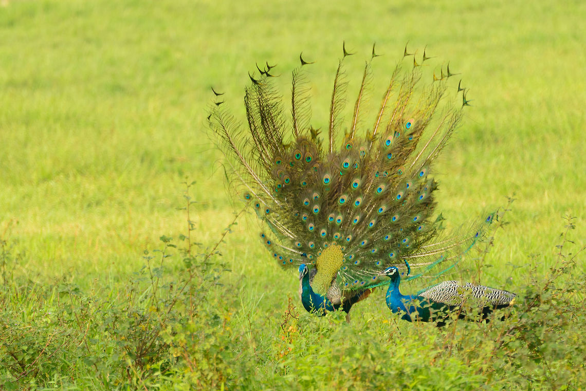 Two male Indian Peafowls in Wasgamuwa, Sri Lanka Every park we visited in Sri Lanka had an abundance of males in the mating season, and far less females in sight. It makes you feel sorry for the males, having to carry all that feather and making all that effort with no result. Asia,Indian peafowl,Pavo cristatus,Sri Lanka,Wasgamuwa
