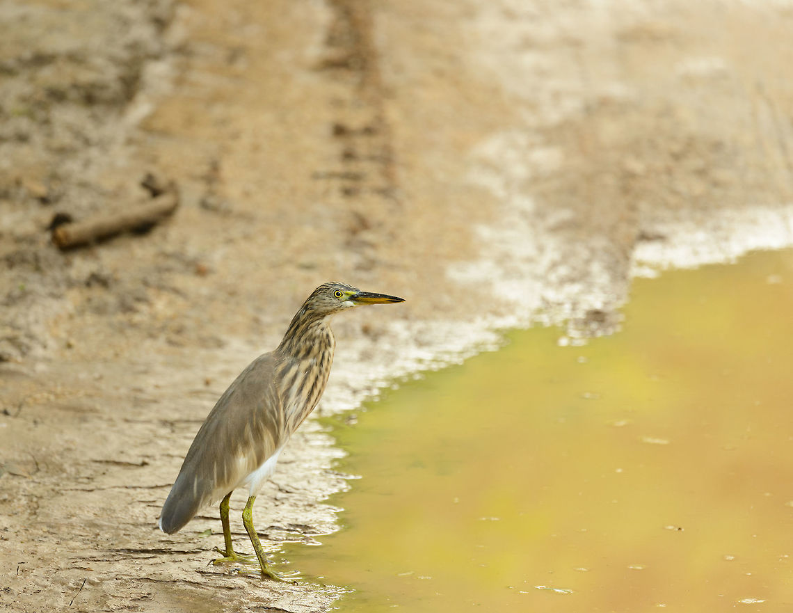 Indian Pond Heron, Wasgamuwa, Sri Lanka  Ardeola grayii,Asia,Indian Pond Heron,Sri Lanka,Wasgamuwa