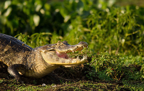 Caiman in the Pantanal in attack position After a day or two in the Pantanal, you learn that you can approach Caiman quite closely without any harm. This fella was the exception to the rule so to speak. Brazil,Caiman,Caiman yacare,Pantanal,Reptiles,Yacare caiman