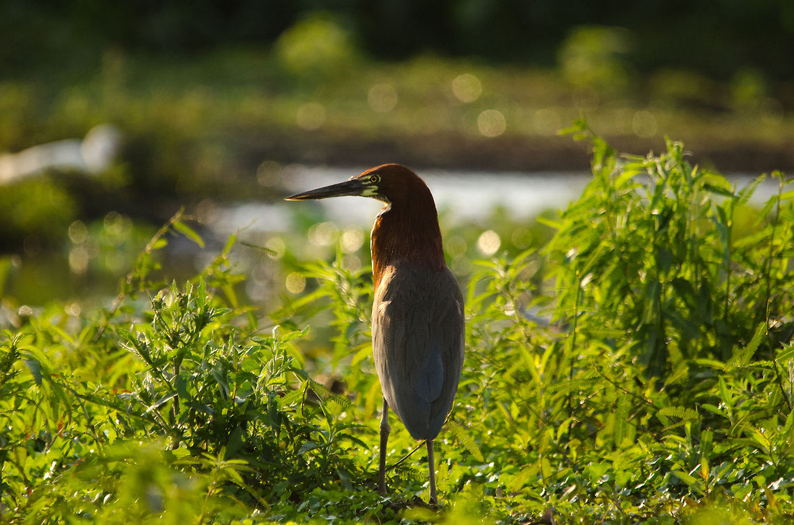 Rufescent Tiger Heron A Tiger Heron navigates the swamp jungle of the Pantanal.  Birds,Brazil,Heron,Pantanal,Rufescent Tiger Heron