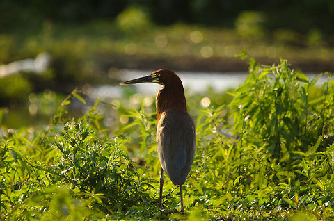 Rufescent Tiger Heron A Tiger Heron navigates the swamp jungle of the Pantanal.  Birds,Brazil,Heron,Pantanal,Rufescent Tiger Heron