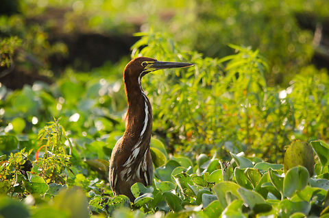 Rufescent Tiger Heron side view Tiger Herons are quite small yet every once in a while they stretch their neck to peek across the swamps, like here. Birds,Brazil,Pantanal,Rufescent Tiger Heron,heron