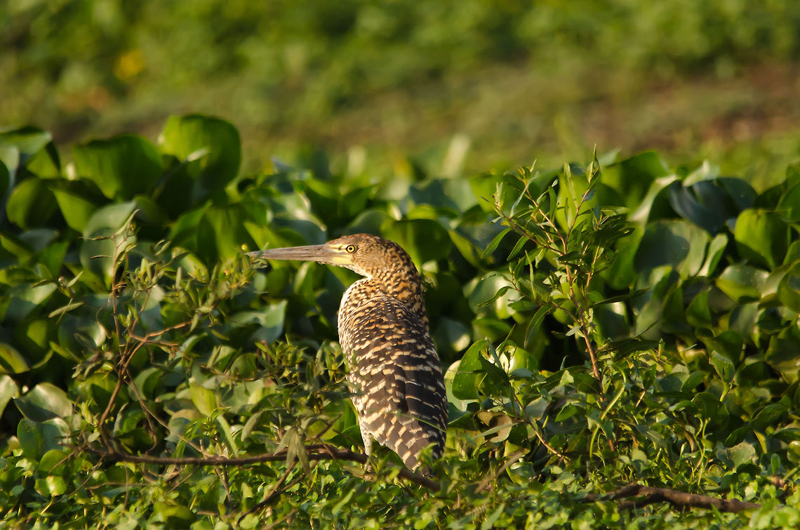 Rufescent Tiger Heron This photo makes it more clear than my other uploads as to why it is called the Tiger Heron. The large different in feather patterns has to do with their age. Birds,Brazil,Heron,Pantanal,Rufescent Tiger Heron