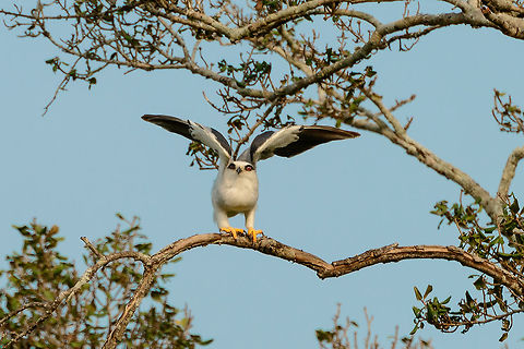 Black-winged Kite taking off, Wasgamuwa, Sri Lanka If you see this being a small rodent, it is probably time to leave. Asia,Black-winged Kite,Elanus caeruleus,Sri Lanka,Wasgamuwa