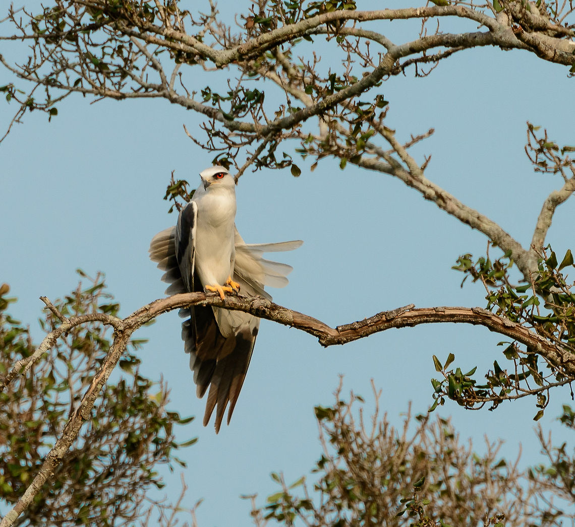 Black-winged Kite showing off, Wasgamuwa, Sri Lanka The white arrow of death with its impressive red eyes. Its body is literally shaped like an arrow. Asia,Black-winged Kite,Elanus caeruleus,Sri Lanka,Wasgamuwa