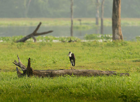 Woolly-necked Stork keeping dry feet, Wasgamuwa, Sri Lanka  Asia,Ciconia episcopus,Sri Lanka,Wasgamuwa,Woolly-necked Stork