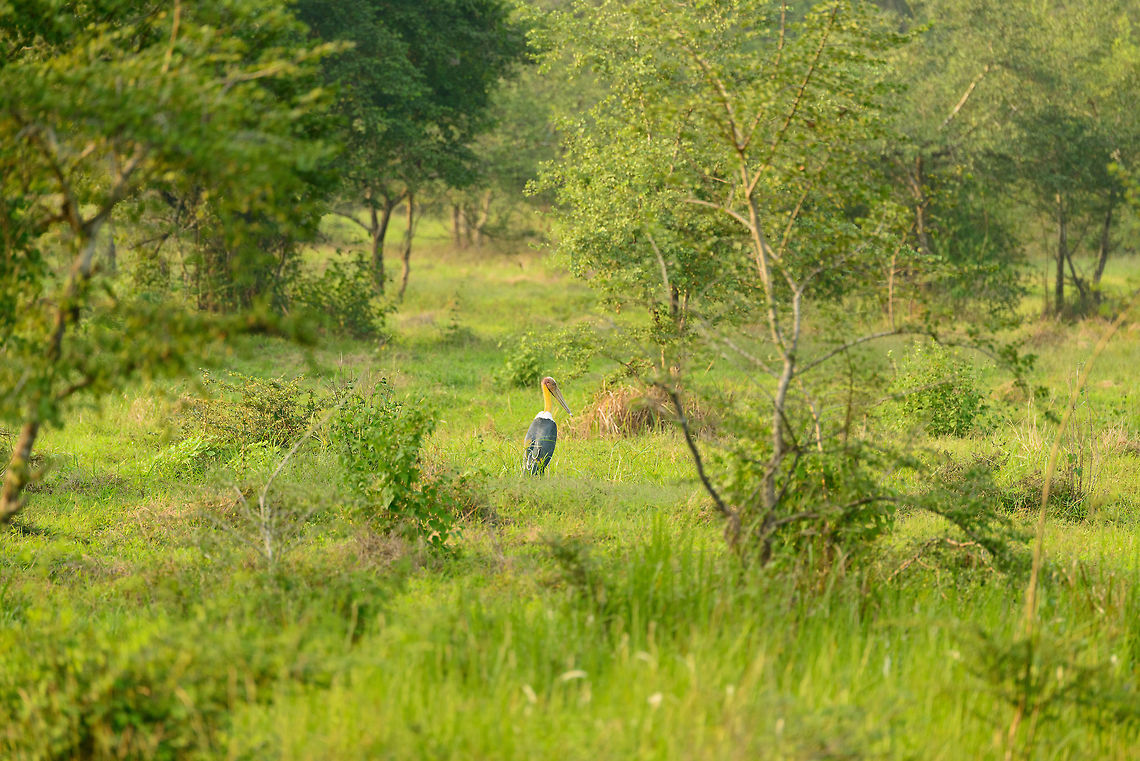 Lesser Adjutant in habitat, Wasgamuwa, Sri Lanka Yeah, so when I am out of zoom range, I will call it a &quot;habitat&quot; shot, and you will say &quot;good decision Ferdy, on including the habitat&quot; ;) Asia,Leptoptilos javanicus,Lesser Adjutant,Sri Lanka,Wasgamuwa