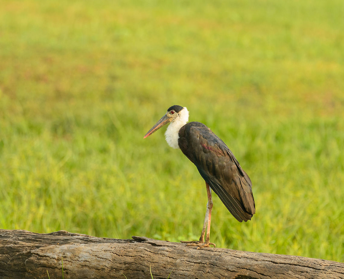 Closeup of Woolly-necked Stork, Wasgamuwa, Sri Lanka They tend to get more beautiful when you get closer. Asia,Ciconia episcopus,Sri Lanka,Wasgamuwa,Woolly-necked Stork
