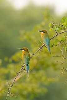 Pair of Blue-tailed Bee-eaters, Wasgamuwa, Sri Lanka  Asia,Blue-tailed Bee-eater,Merops philippinus,Sri Lanka,Wasgamuwa