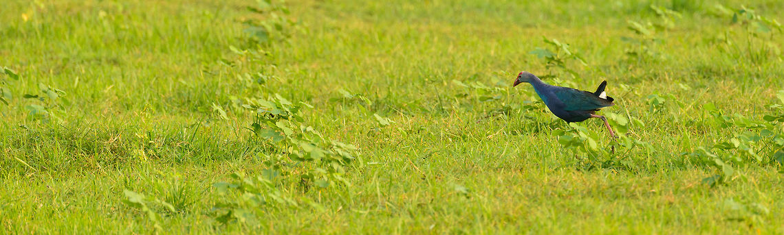 Purple Swamphen running track, Wasgamuwa, Sri Lanka  Asia,Porphyrio porphyrio,Purple swamphen,Sri Lanka,Wasgamuwa