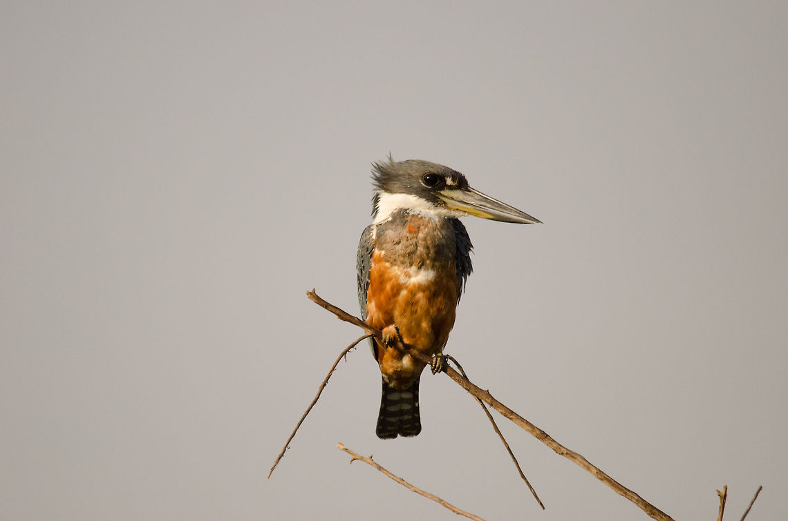 Ringed Kingfisher (Megaceryle torquata) Loud and large, this Ringed Kingfisher sits on a low hanging branch surveying the swamp for anything it can eat. This includes relatively large prey that it will first kill by slapping it into a hard surface. Birds,Brazil,Kingfisher,Megaceryle torquata,Pantanal,Ringed Kingfisher