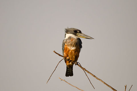 Ringed Kingfisher (Megaceryle torquata) Loud and large, this Ringed Kingfisher sits on a low hanging branch surveying the swamp for anything it can eat. This includes relatively large prey that it will first kill by slapping it into a hard surface. Birds,Brazil,Kingfisher,Megaceryle torquata,Pantanal,Ringed Kingfisher