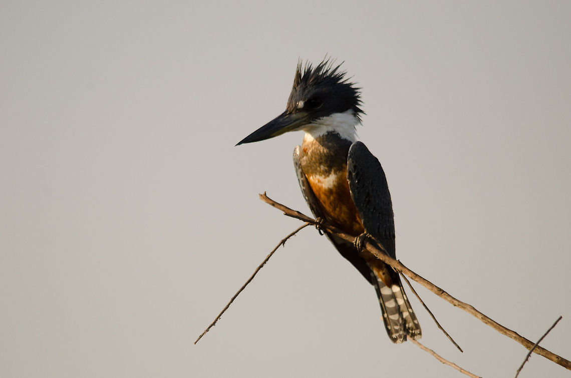 Ringed Kingfisher One of the larger Kingfisher species, omnipresent in the Pantanal and beyond. Birds,Brazil,Kingfisher,Megaceryle torquata,Pantanal,Ringed Kingfisher