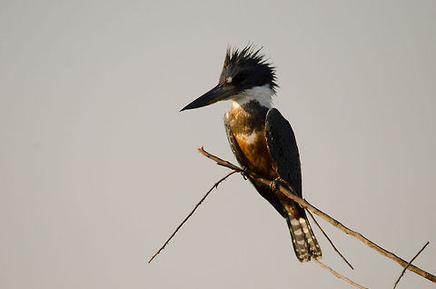 Ringed Kingfisher One of the larger Kingfisher species, omnipresent in the Pantanal and beyond. Birds,Brazil,Kingfisher,Megaceryle torquata,Pantanal,Ringed Kingfisher