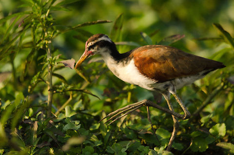 Wattled Jacana A tropical bird of the wetlands, this one is immature as it has an entirely different feather pattern compared to adults. Check out its enormous feet that allow it to walk on floating vegetation. Birds,Brazil,Jacana jacana,Pantanal,Wattled Jacana
